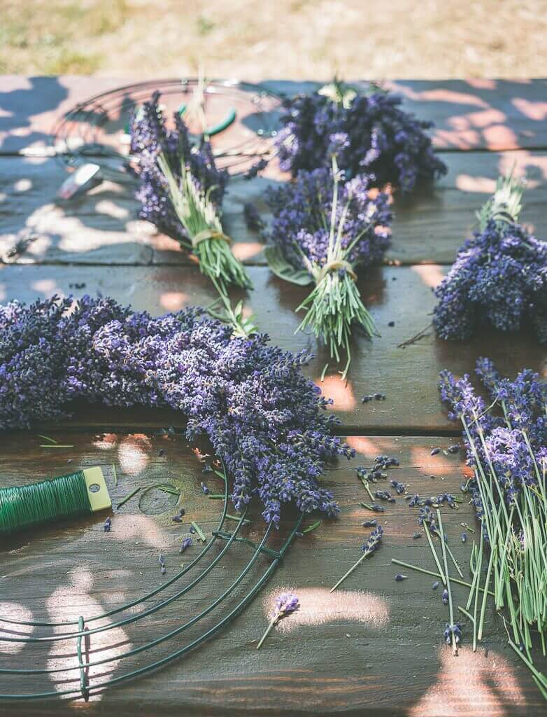 US lavender farms and fields, cut lavender bunch, lavender products, lavender flowers