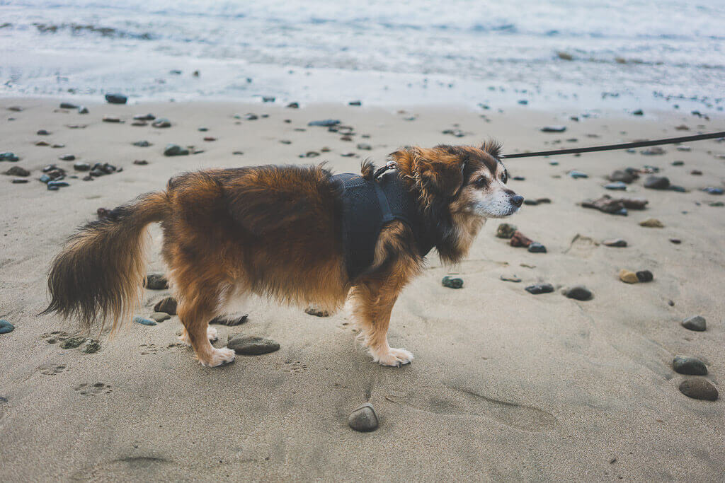Dog friendly beaches in Cayucos, near San Luis Obispo