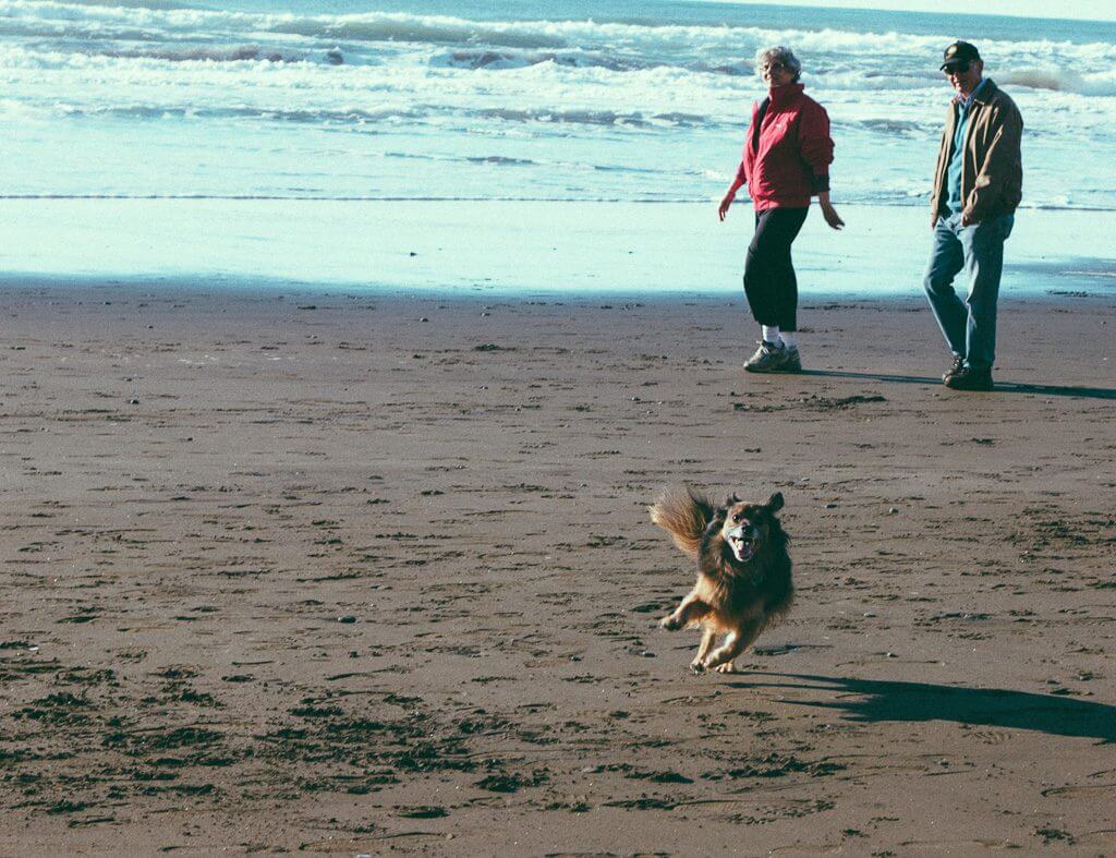 Fort Funston is a very popular dog friendly beach in San Francisco, California