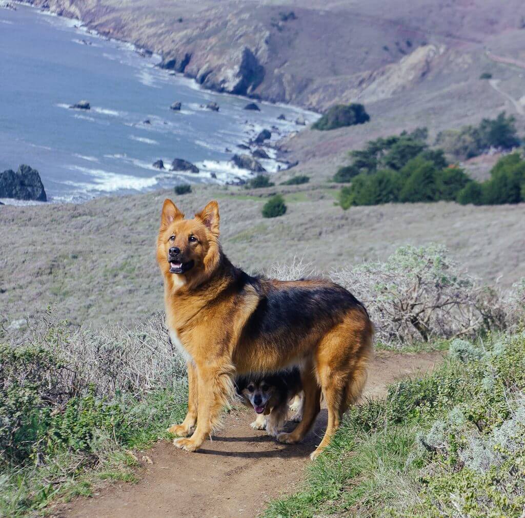 Muir beach and lookout are one of the many dog friendly beaches in Northern California