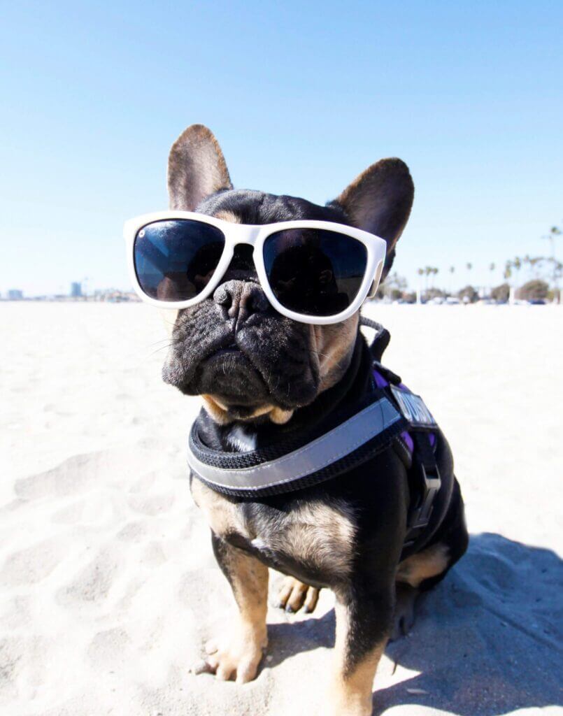 dog friendly beaches in Long Island, Los Angeles county