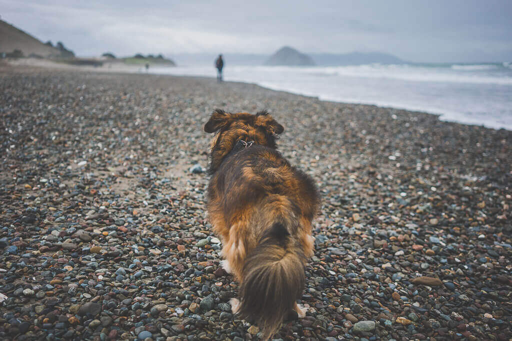 Morro Bay dog beach is an off-leash dog beach