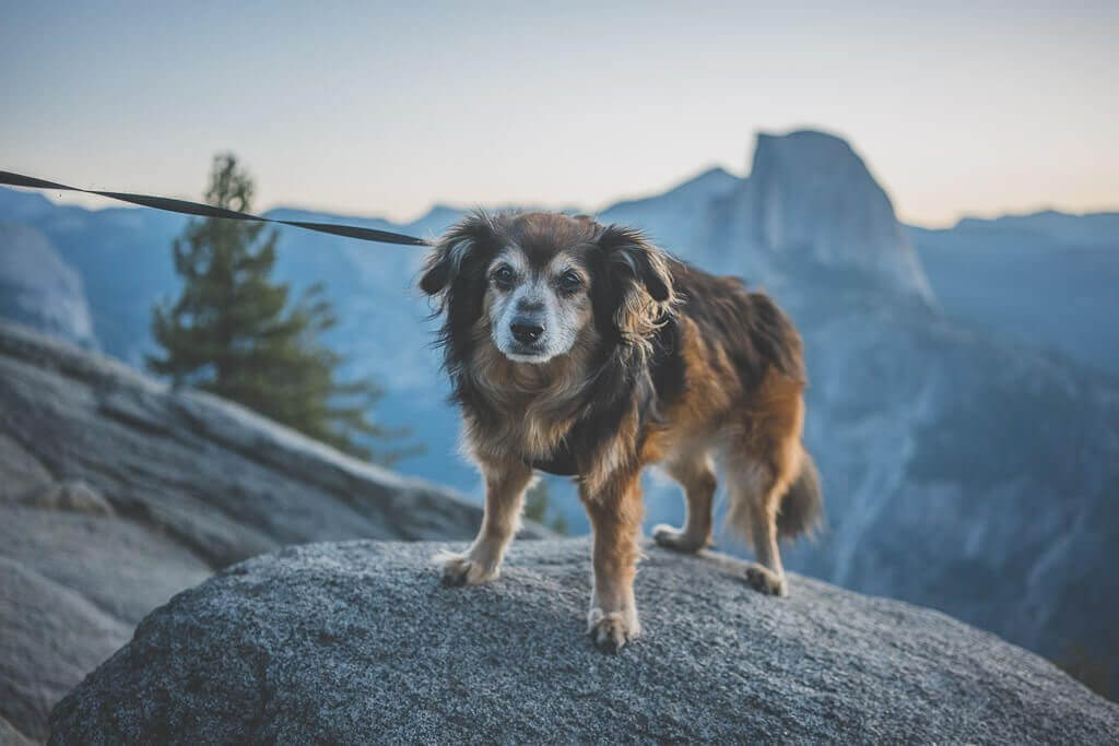 sunrise at Glacier point, one dog friendly place in Yosemite