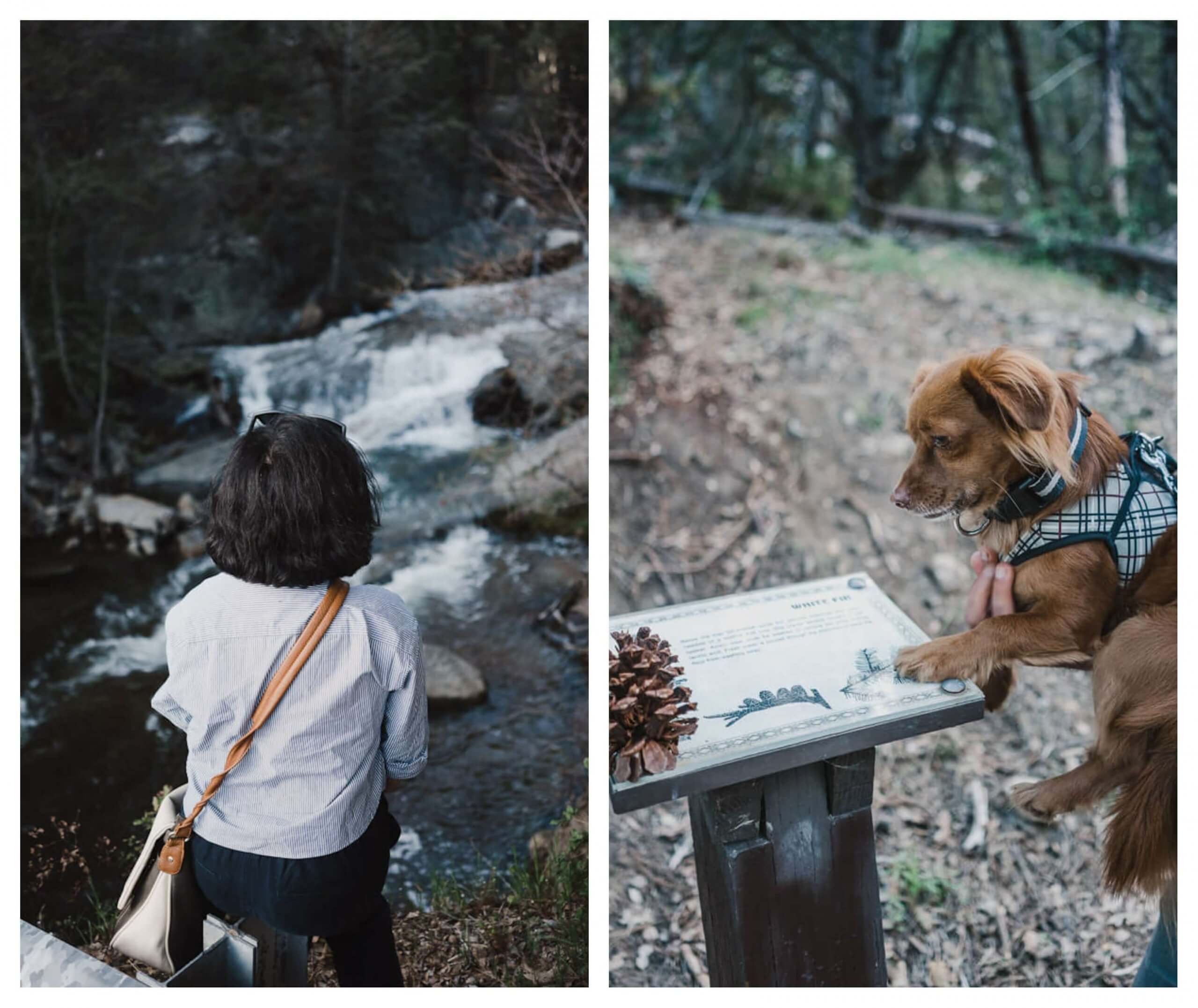 a dog friendly guide to Yosemite-visit Bass Lake