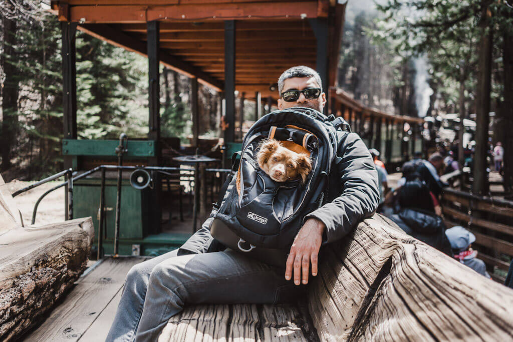 dog friendly train ride, yosemite mountain sugar pine railroad