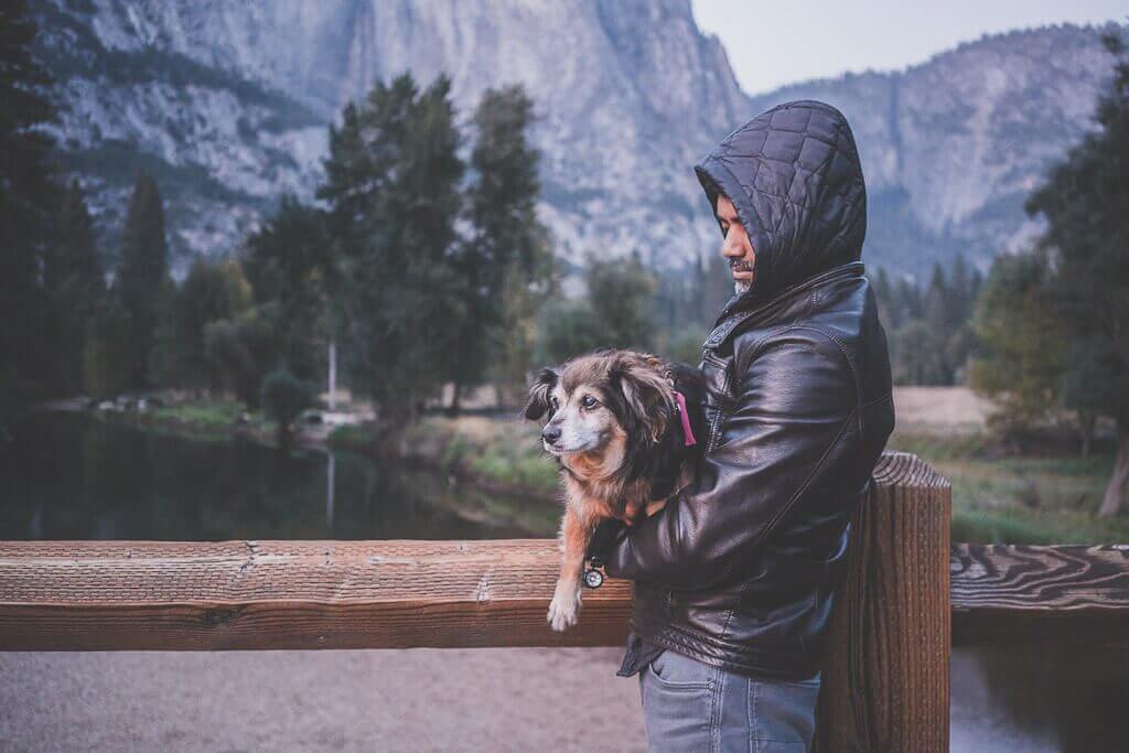 dogs in yosemite, where can you take your dog in Yosemite, dog friendly Yosemite National park