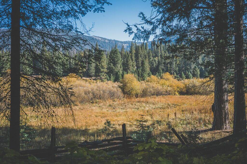 dogs on Wawona meadow loop, dogs in yosemite, where to take your dog in Yosemite