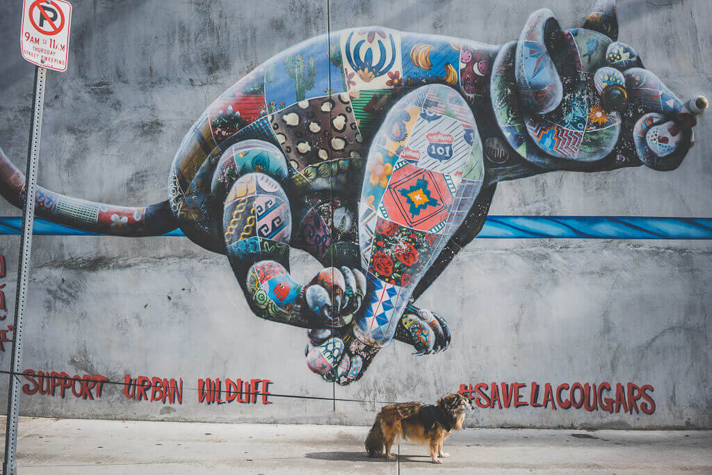 Dog friendly Los Angeles: Top things to do in LA with your dog