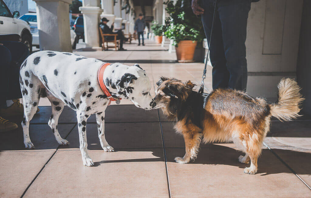 Santa Barbara is an excellent dog friendly getaway in Southern California