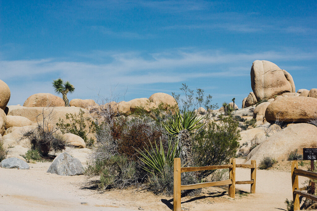 visit Joshua tree during winter in California