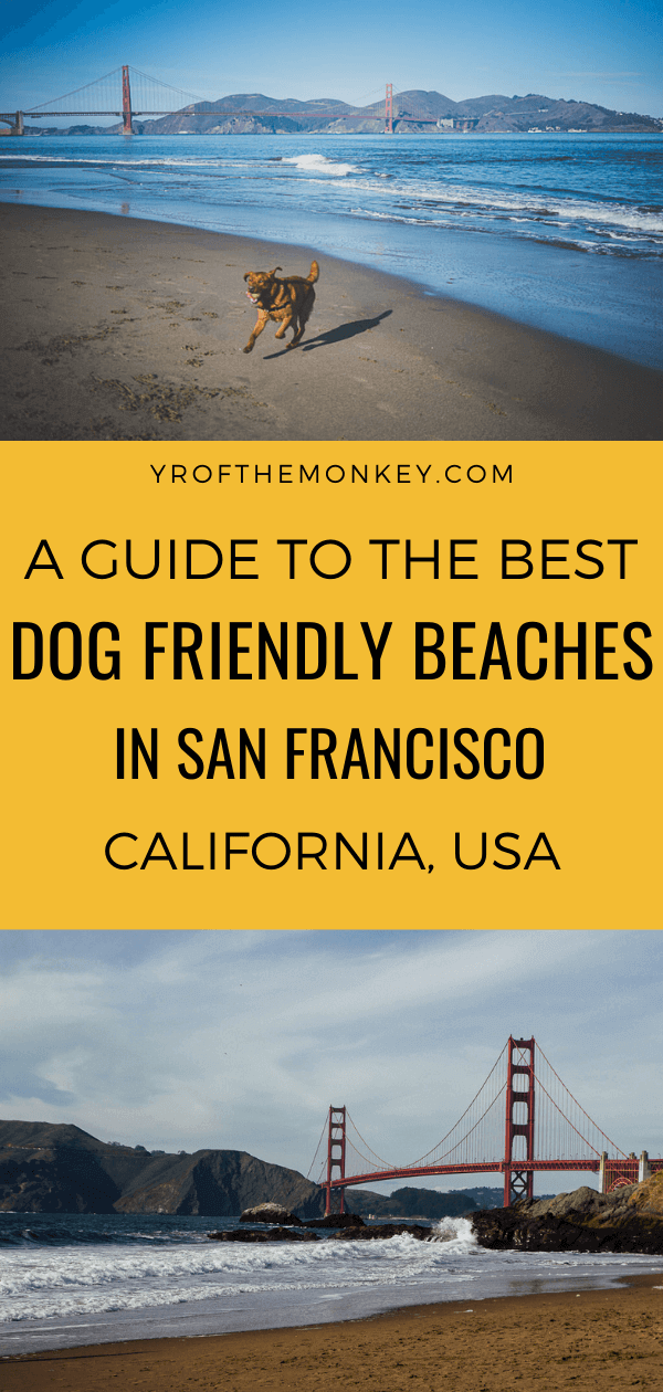 This is a local dog mom's guide to the best dog friendly beaches in San Francisco, California. Read this guide to find the best dog beaches in SF and pin it to your USA or California board. #dogfriendlybeaches #SanFrancisco #USA #California #dogfriendlyvacation #dogbeaches #Californiabeaches #dogfriendly #travelwithdogs