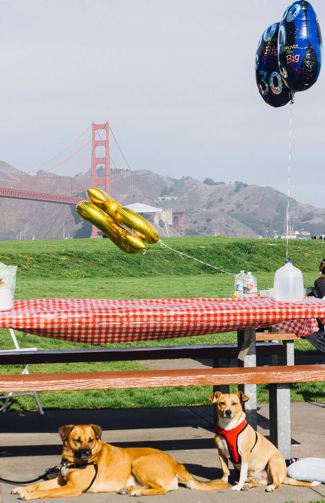 Crissy field picnic area