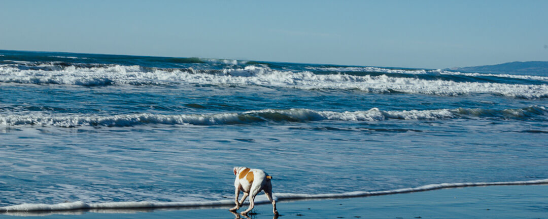 Fort Funston is an off-leash dog beach in San Francisco