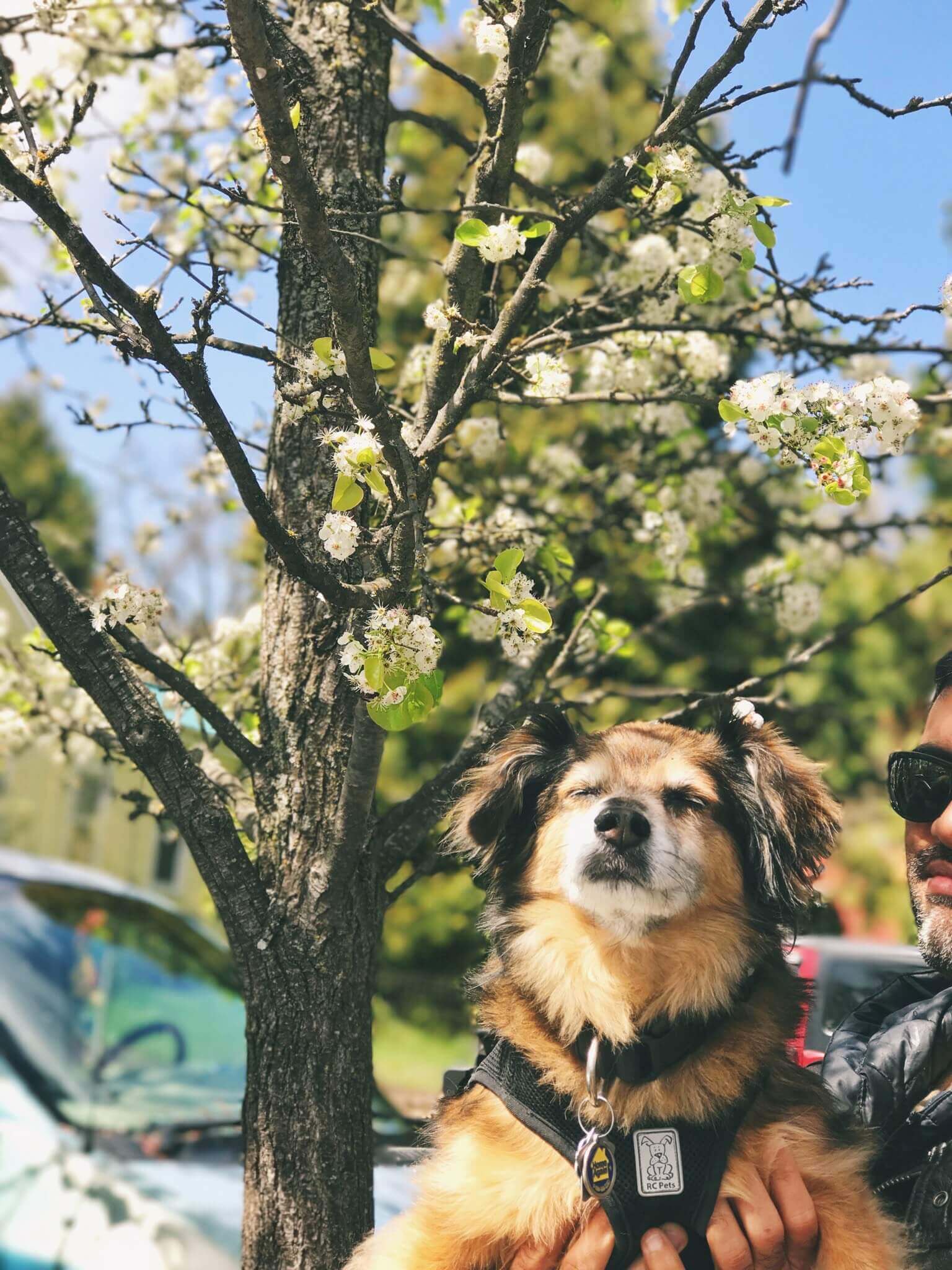 Cherry blossoms in San Francisco