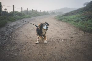 30+ Best dog friendly hikes in Bay Area: A local's tried and tested guide