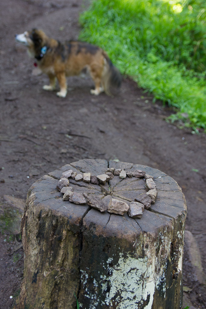 Dog friendly hiking in Mt. Sutro Open Space reserve