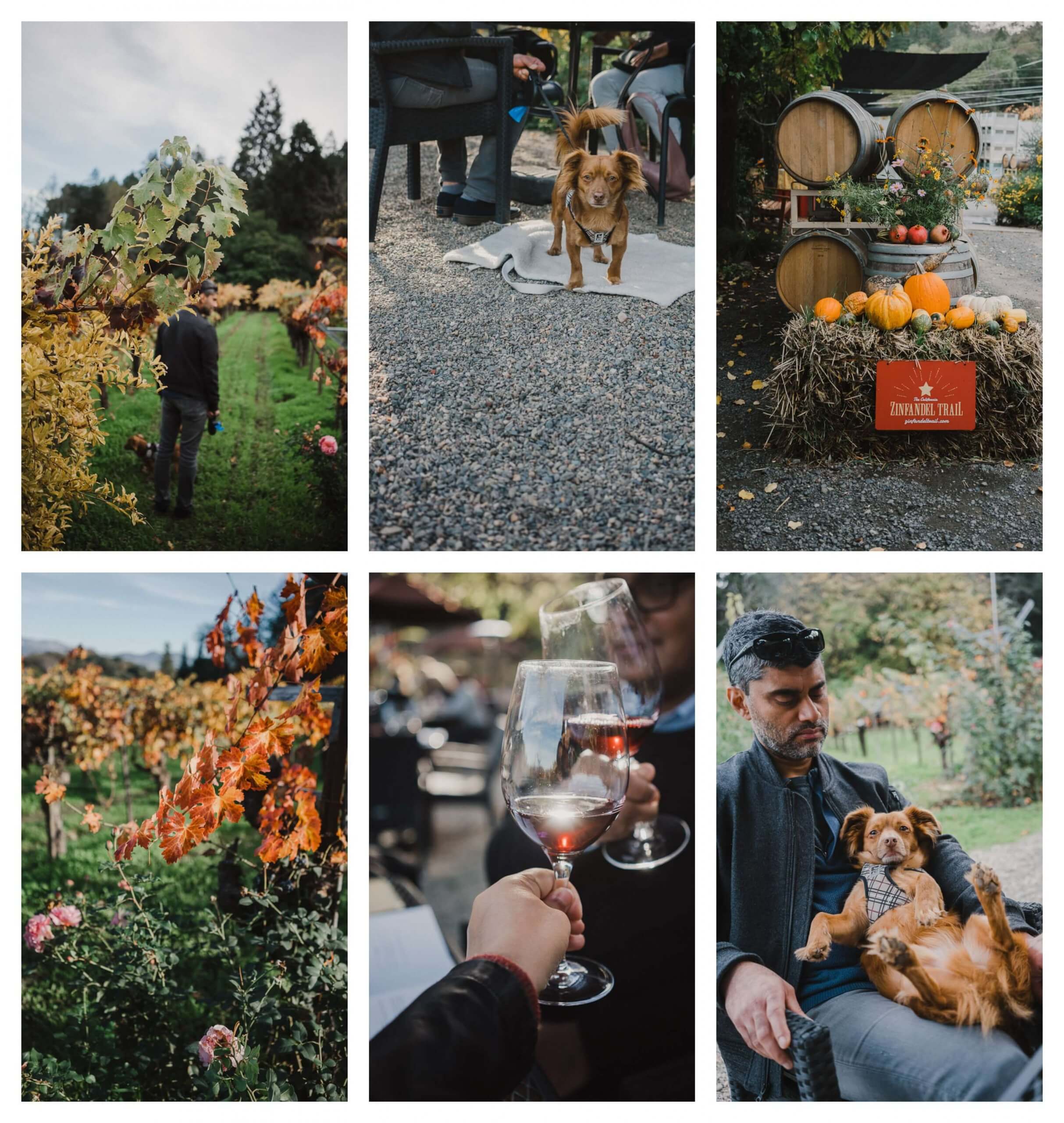 Tres Sabores is one of the most beautiful dog friendly wineries in Napa