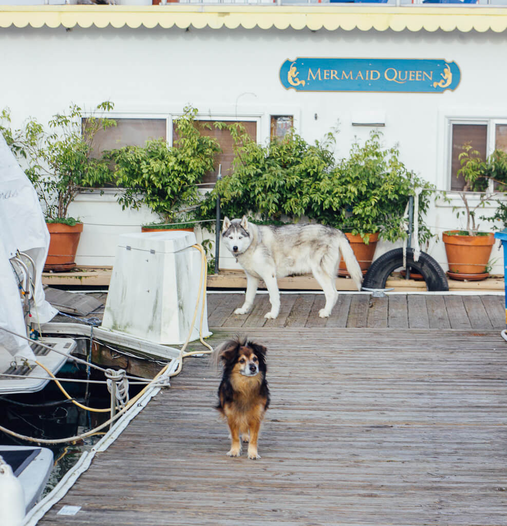 dog friendly Airbnbs and vacation rentals