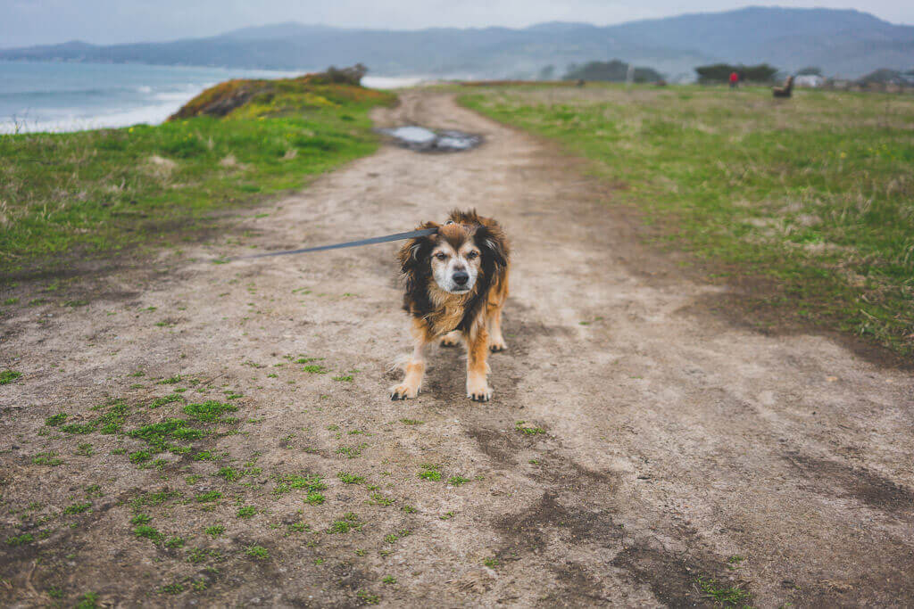 Dog on Half Moon Bay Coastal Trail