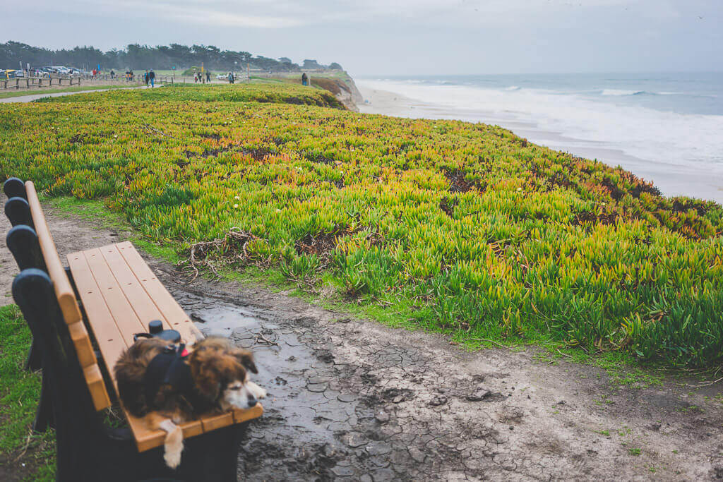 Half Moon Bay Hike - Ritz Carlton Coastside Path