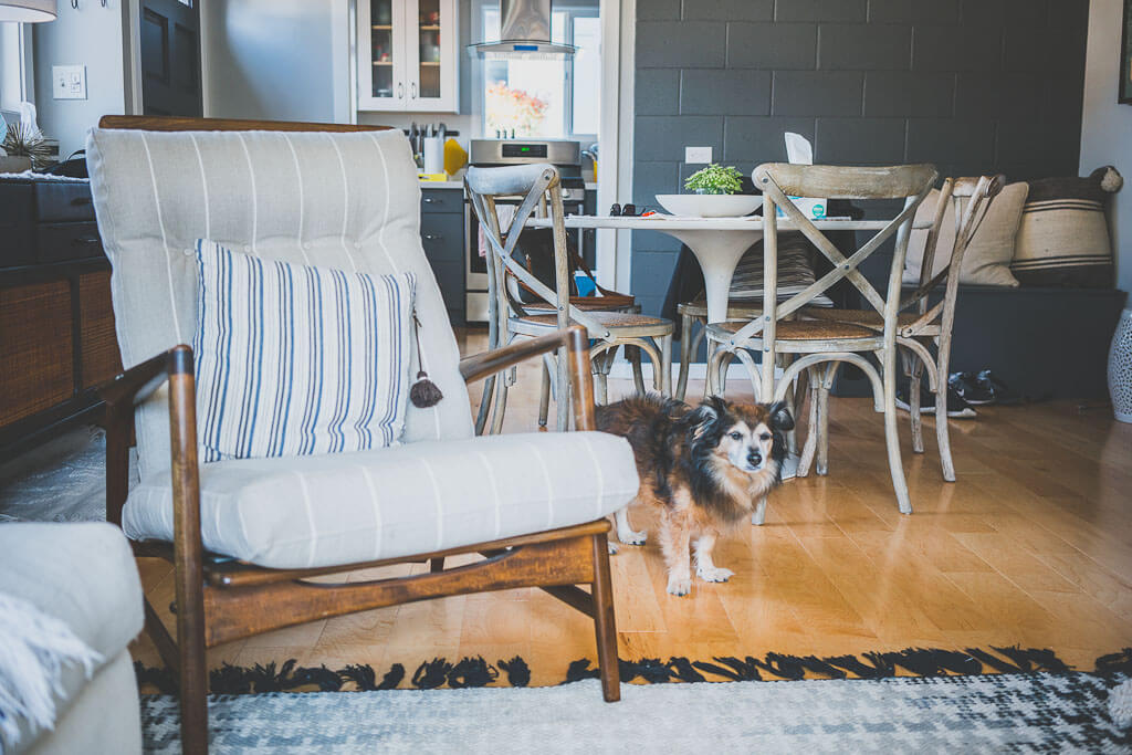 How to book a vacation rental for a dog friendly stay