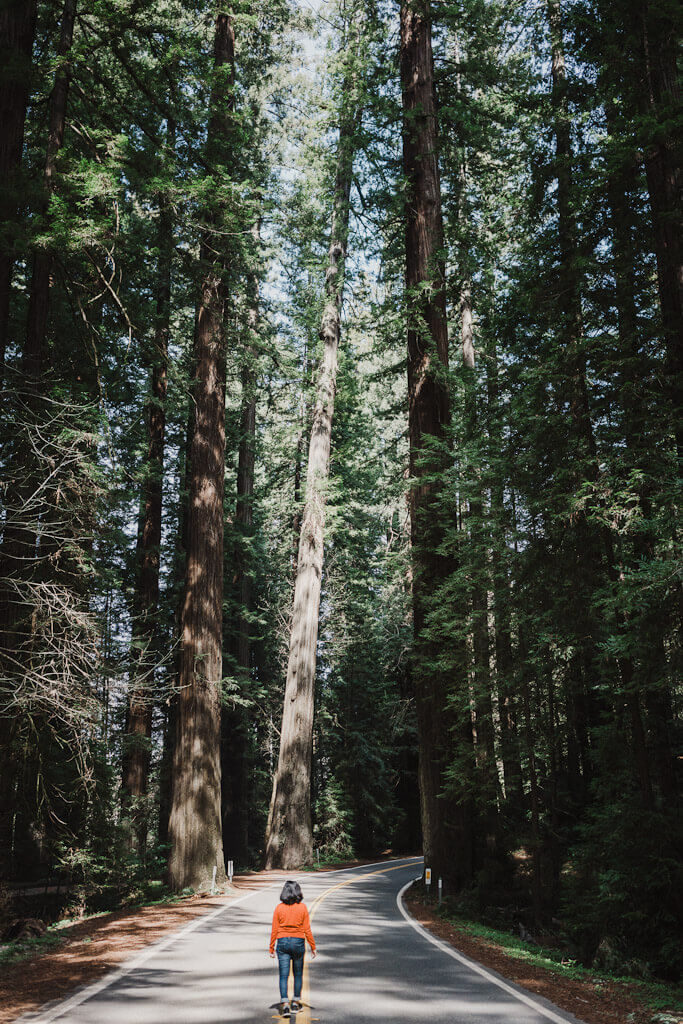 Avenue of the giants is the best part of the Redwoods road trip in Northern California