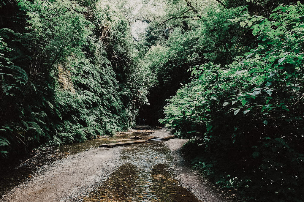 Fern Canyon, Orick