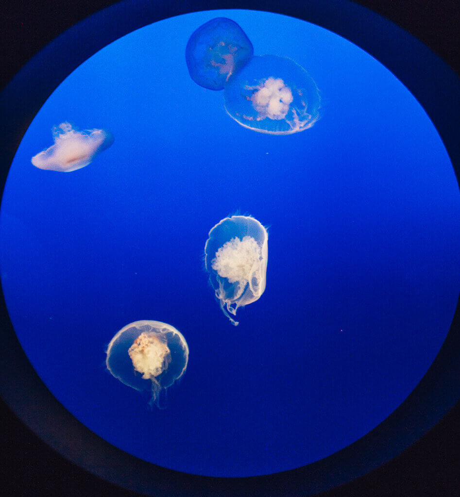 Monterey aquarium