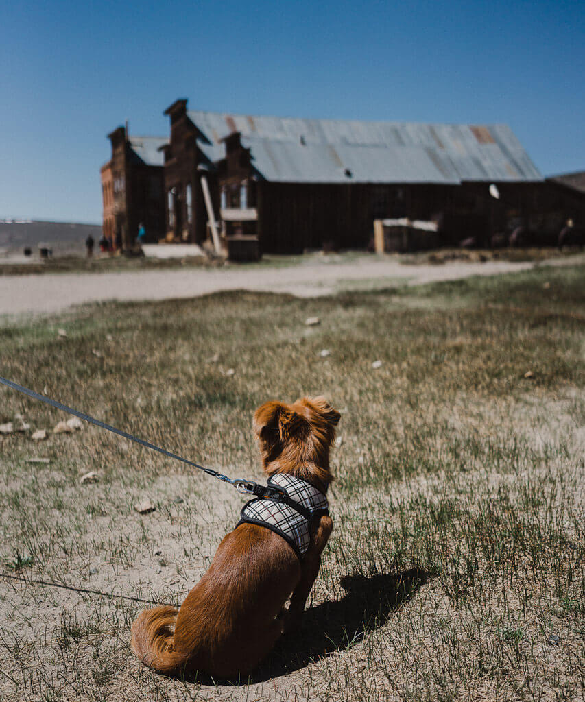 Dog in Bodie State Park