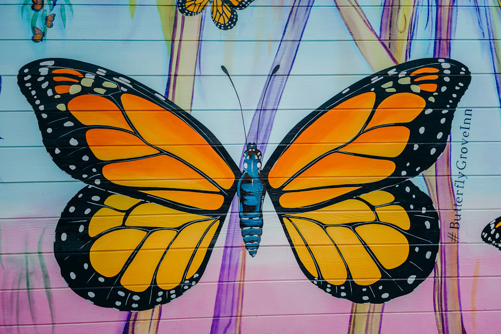 Monarch butterfly sanctuary in Pacific grove