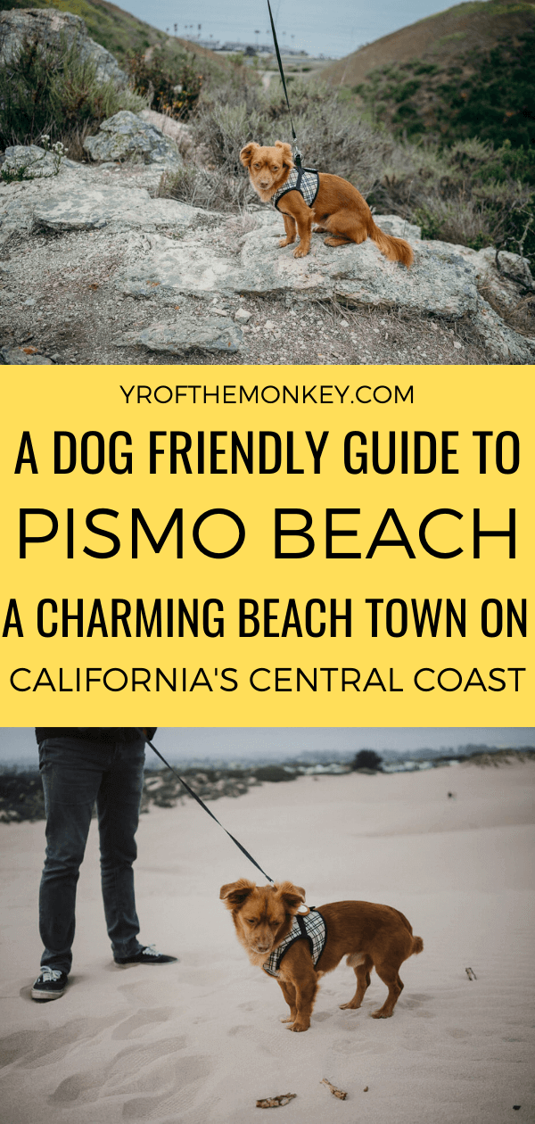 Looking to visit Pismo Beach, California with your dog? Then read this dog friendly guide to California central coast's charming beach town filled with what to do, where to stay and eat with your pups. Pin this to your California or USA or pet friendly travel board now! #dogfriendlyvacation #California #USA #America #travelwithdogs #Pismobeach #Centralcoast