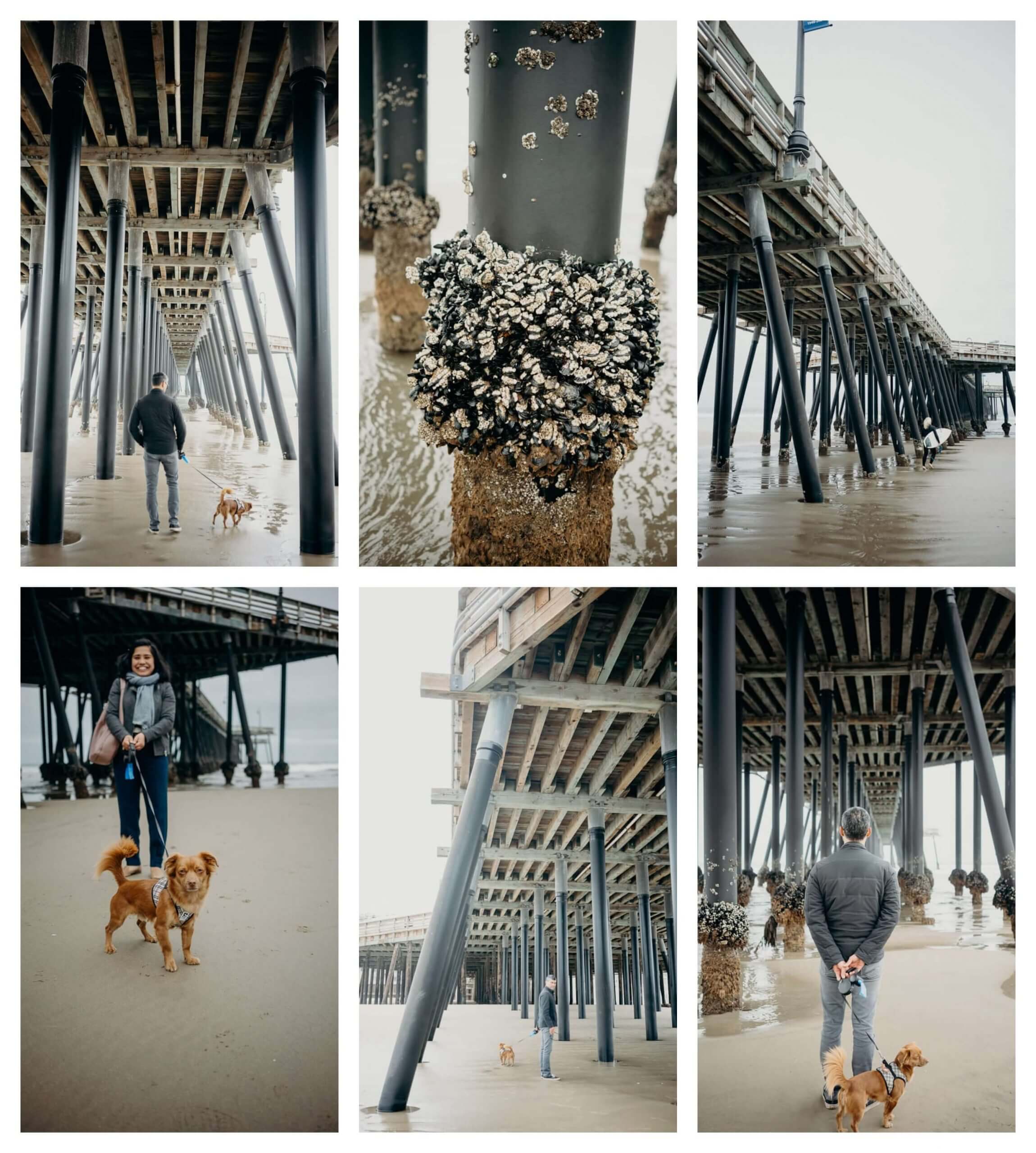 Pismo Beach is a state beach that is dog friendly, Pismo beach and Pier