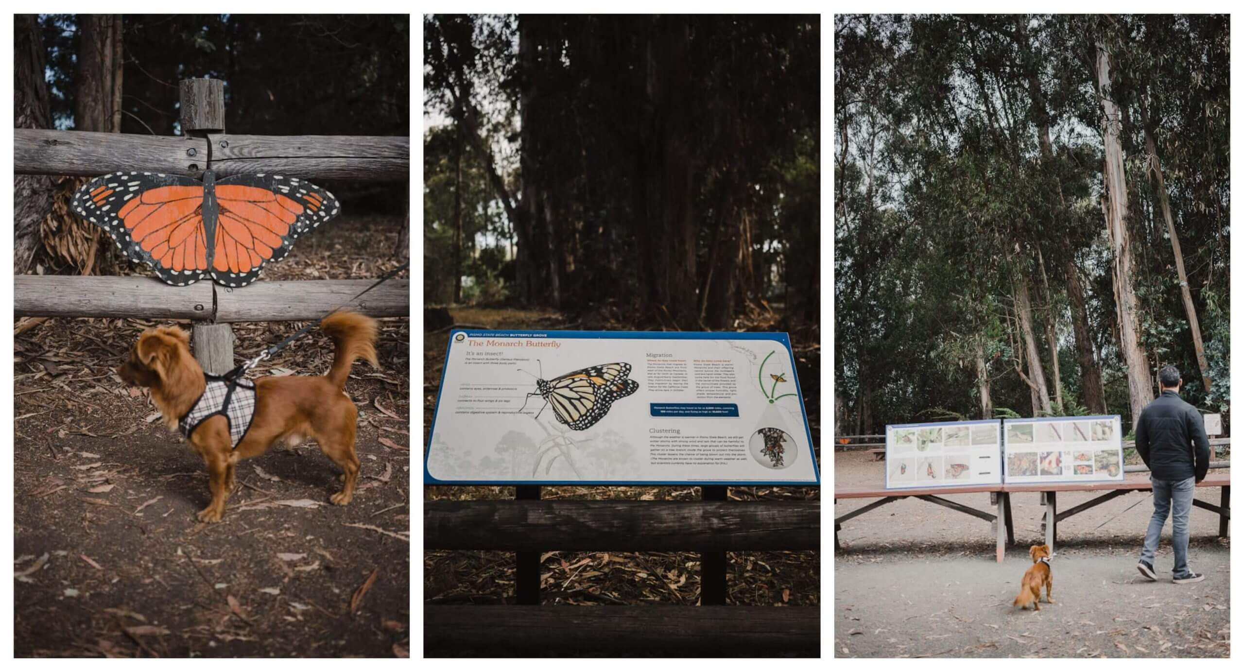 Monarch Butterfly Grove at Pismo Beach