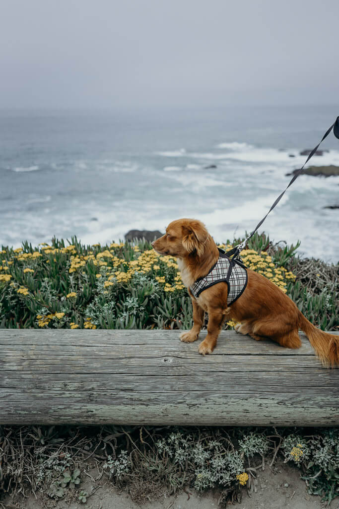 Bodega Head trail, hiking in Bodega Bay