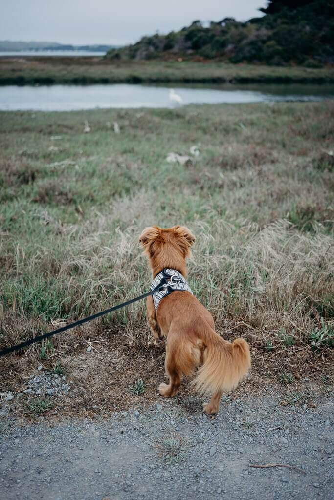 Birdwalk coastal access trail is a dog friendly hiking trail in Bodega Bay