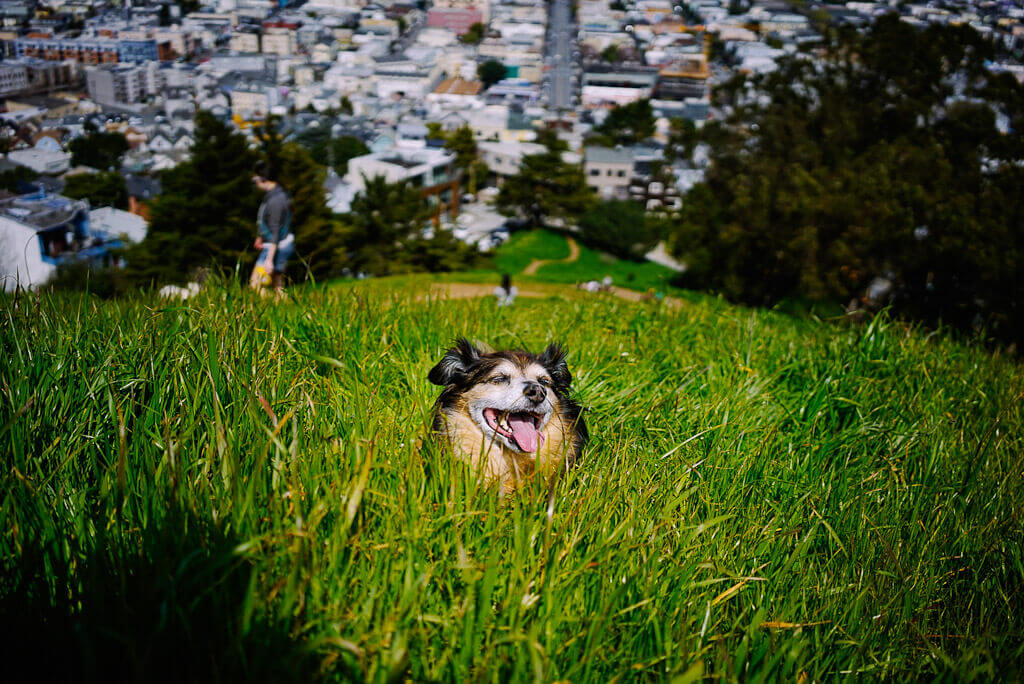 This dog friendly San Francisco guide covers all the things you can do with your dog in San Francisco