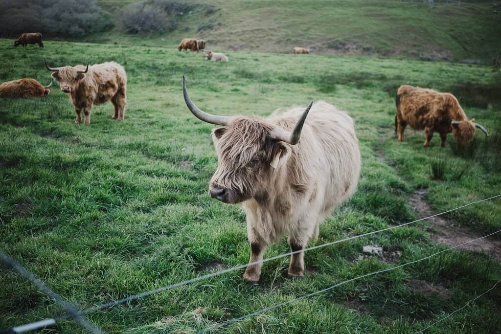 Where to stop on PCH/Highway 1 between San Francisco and Mendocino