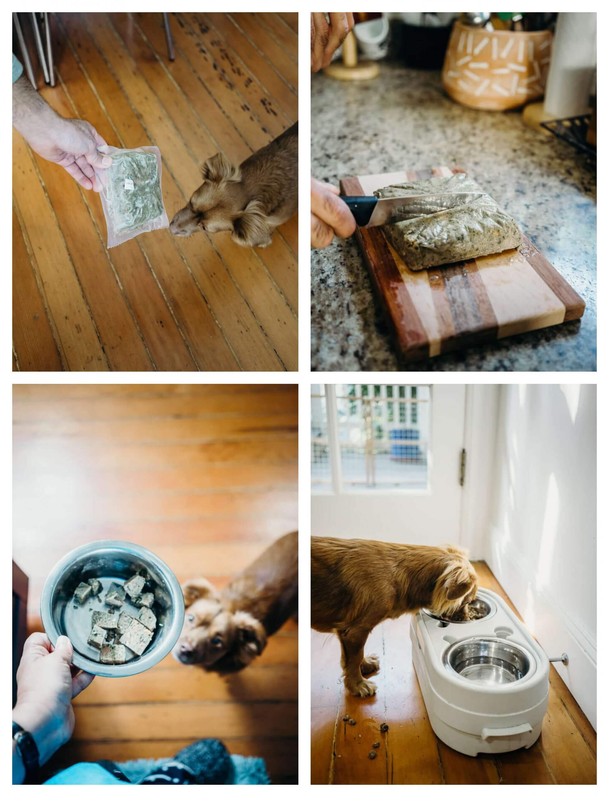 preparing A pup Above dog food for our dog