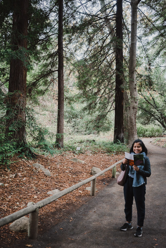 Redwoods Grove Santa Barbara Botanic Garden