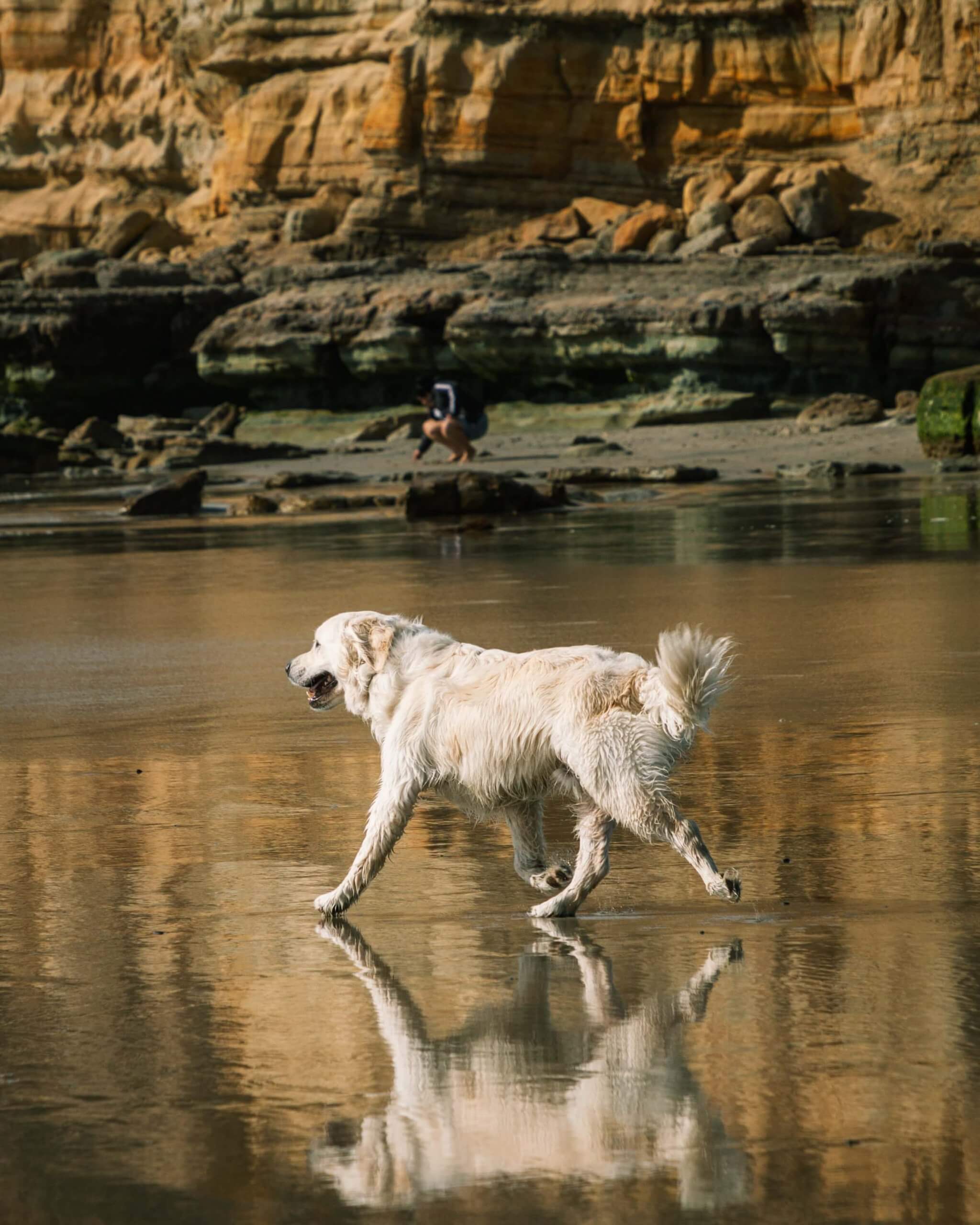 Dog friendly beaches in San Diego, dog friendly guide to San Diego, where to take your dog in San Diego