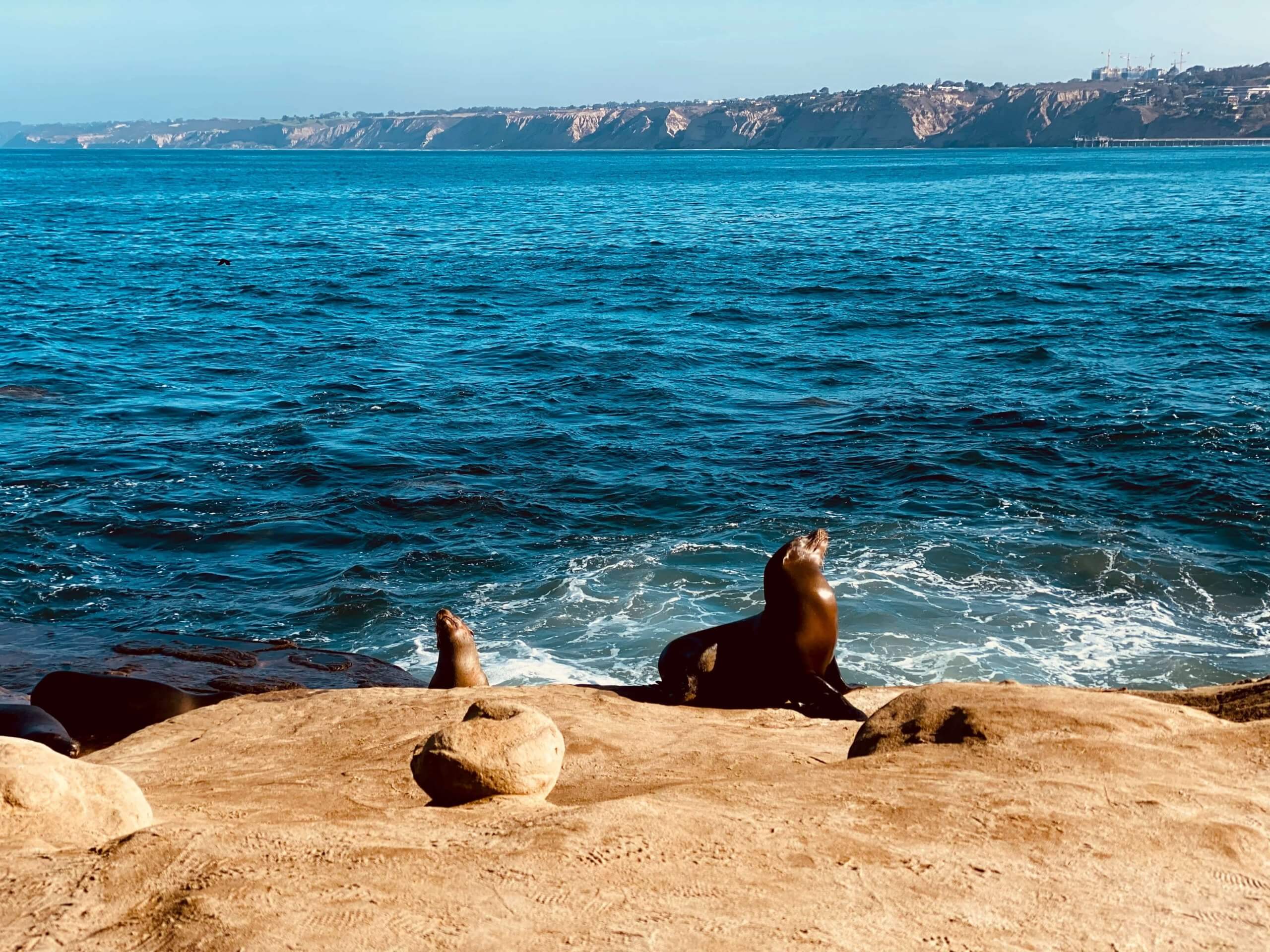 La Jolla is an excellent dog friendly getaway or day trip from San Diego