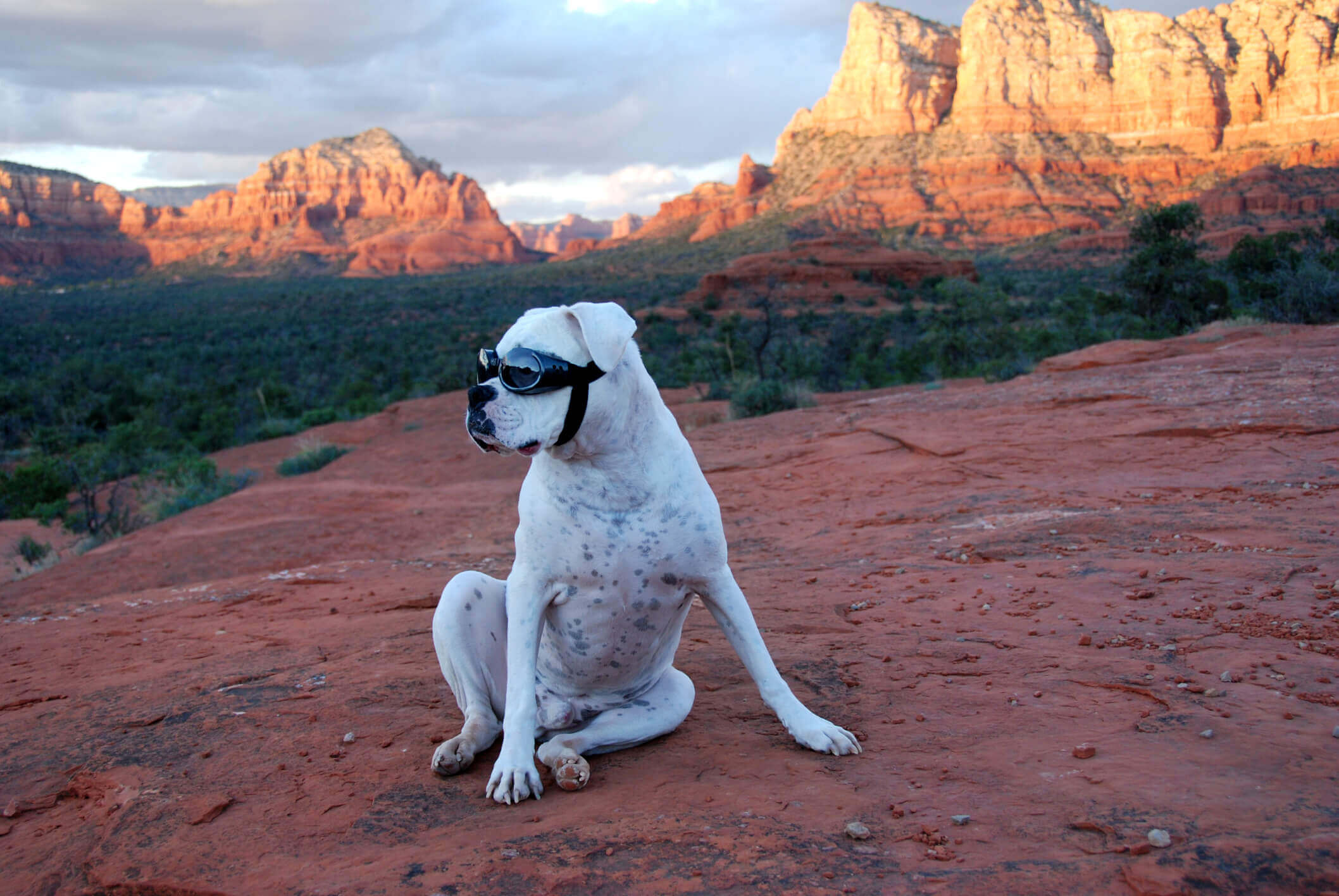 A local's dog friendly Sedona guide: Best dog friendly hikes in Sedona and other activities