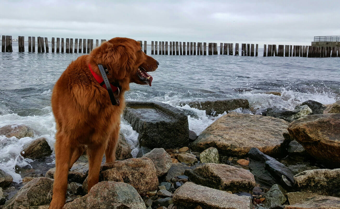 dog friendly beaches in Boston