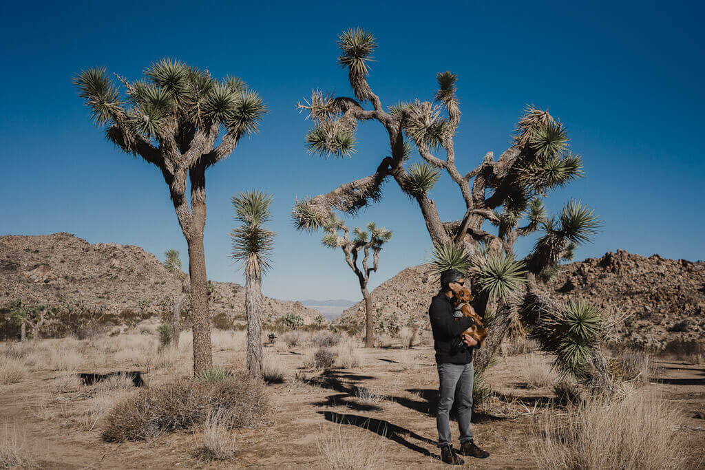 Visit Joshua tree national park in December in California