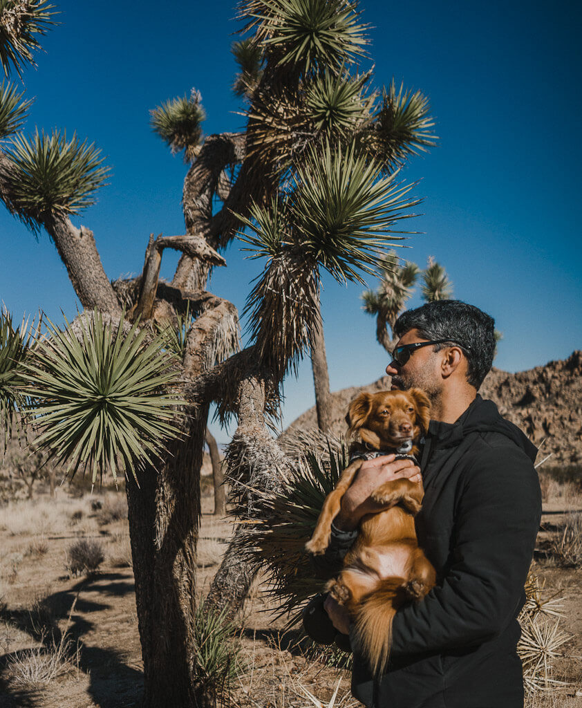 Joshua tree with dogs, what to do with dogs in Joshua tree 