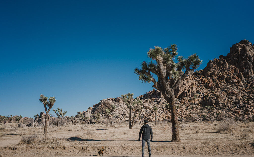 the complete dog friendly Joshua Tree guide, where to take your dog in Joshua Tree National park