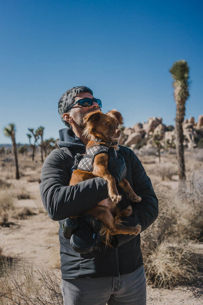 Joshua tree with dogs