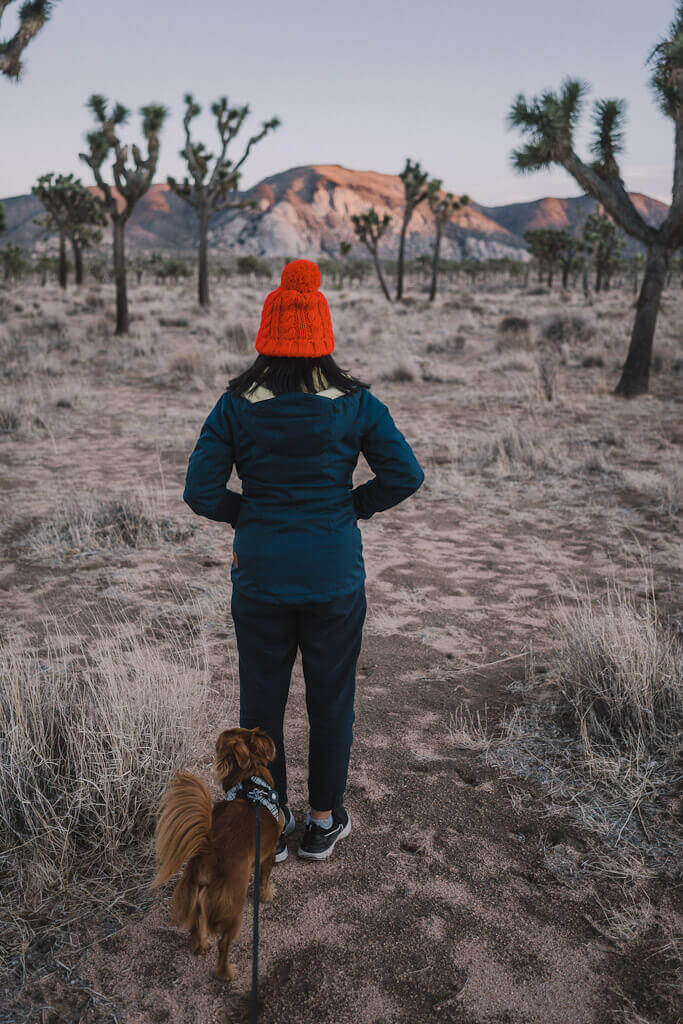 Sunset at Joshua tree with dog