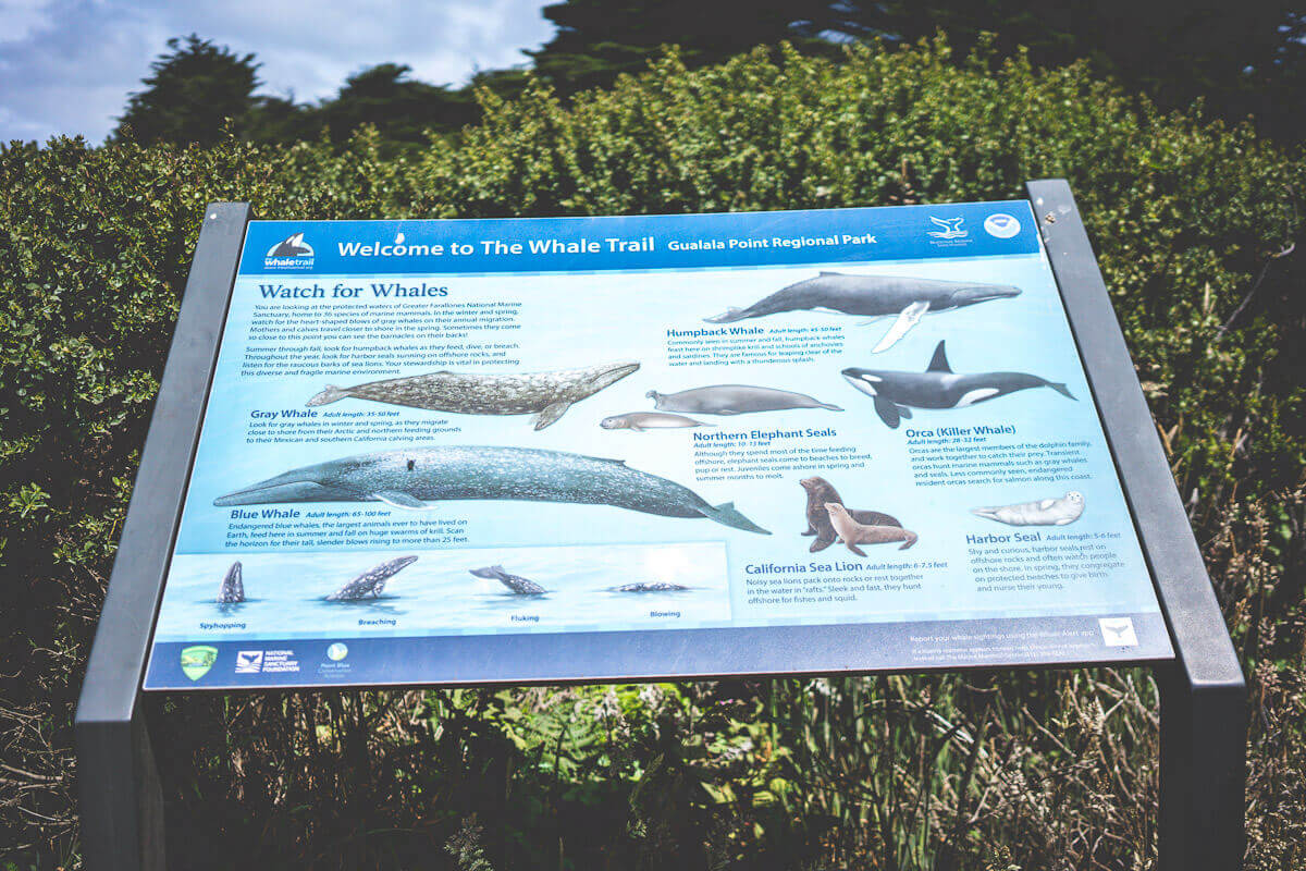 whale trail at Gualala Point regional park