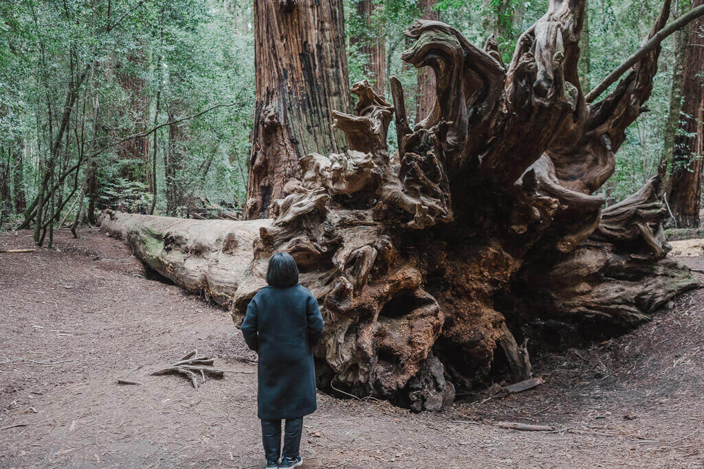 best things to do in Anderson Valley on a weekend trip, visit Hendy Woods State Park